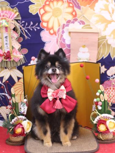 20240128獅子丸くん